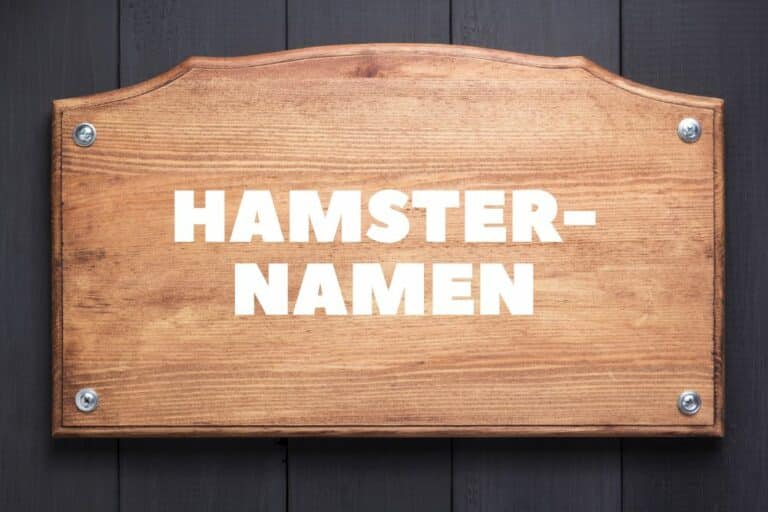 Den beliebtesten Hamsternamen im Jahr 2025 findest du hier!