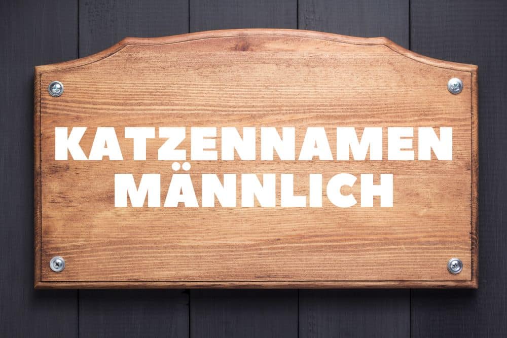 Katzennamen männlich