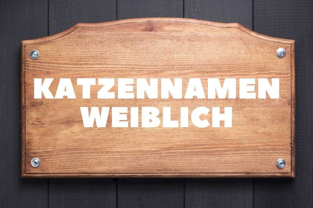 Katzennamen weiblich