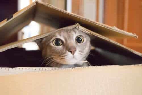 Katzennamen Weiblich Katzennamen Weiblich