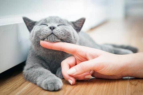 katzennamen Katzennamen